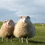 Sheep in Iceland