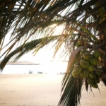 Lake Malawi coconuts